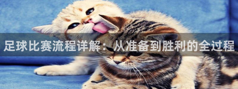 足球比赛流程详解：从准备到胜利的全过